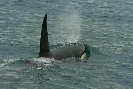 Orca, boat trip out of Olafsvik, Iceland
